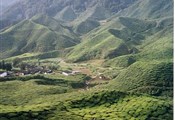 Cameron Highlands