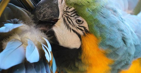 Copan ruinas, macaws in the birdpark