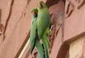 Agra, papegaaien bij Taj mahal