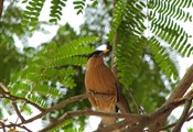 Agra, vogeltje bij Taj Mahal