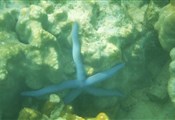 blue starfish