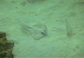 rayfish
