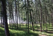 Ko Adang woods