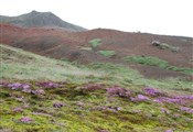 Geysir landschap