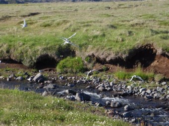 Arnarstapi, wandeling, noorse sternen