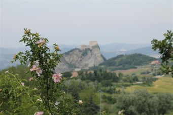 San leo, wild roses