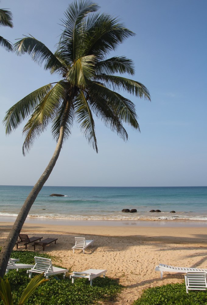 Mirissa beach palmtree
