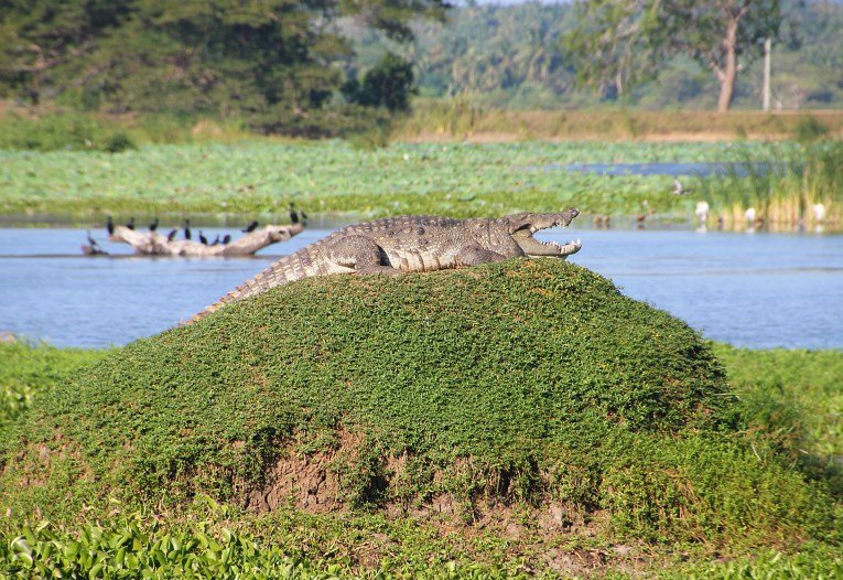 Crocodile on rock copy