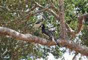 Hornbil