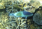 Parotfish