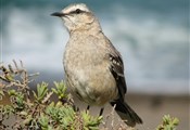 El Calafate Vogeltje