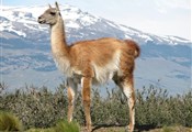 Torres del Paine Lama