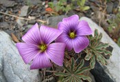 Torres del Paine bloemen