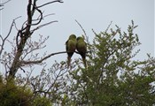 Torres del Paine papegaaien