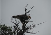 Torres del Paine roofvogel