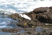 Punta del este vogel