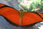 Foz de iguasu vlinder