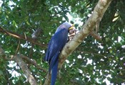 Pantanal  blauwe ara