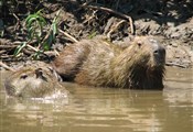 Pantanal capibara