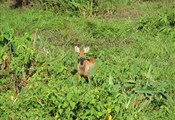 Pantanal hert