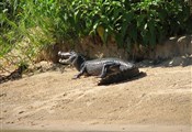 Pantanal kaaiman