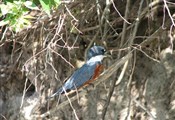 Pantanal kingfisher