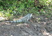 Pantanal leguaan