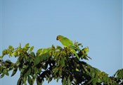 Pantanal papegaai