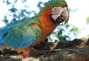 Pantanal papegaai2