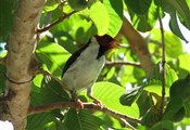 Pantanal vogel