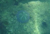 Ilha grande onderwater2