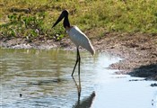 Pantanal vogel2