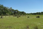 Pantanal2