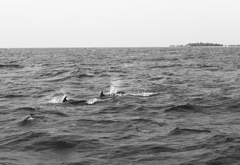 dolphins black and white