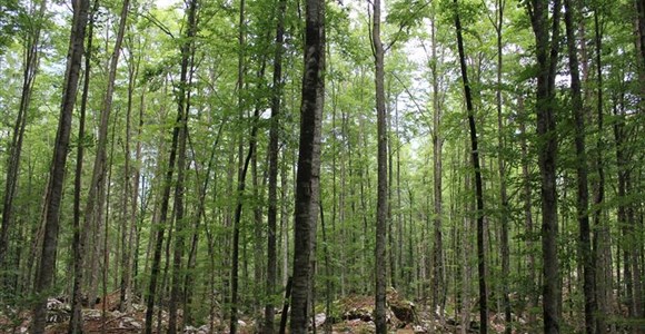 Bohinj jerezo forest