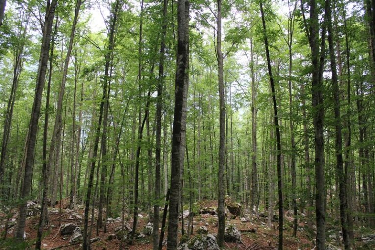 Bohinj jerezo forest