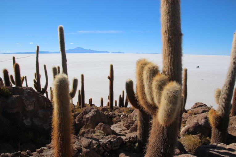 Cactus island