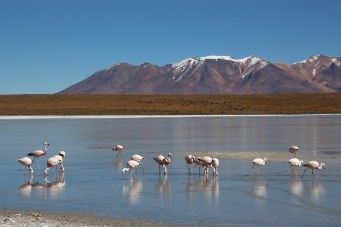 Beautiful birds!