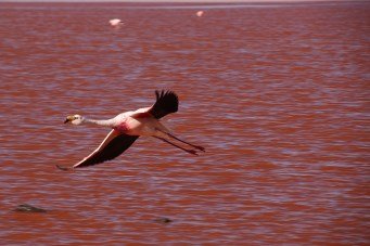 Lago Rojo