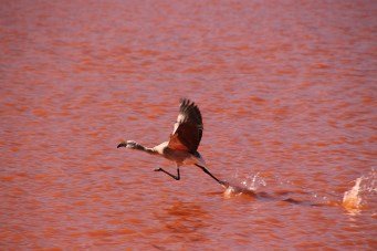 lago rojo